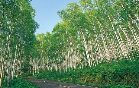 平庭高原