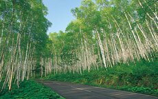 平庭高原